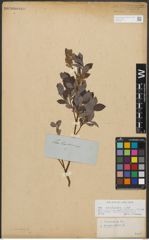 Foto von Salix starkeana Willd.